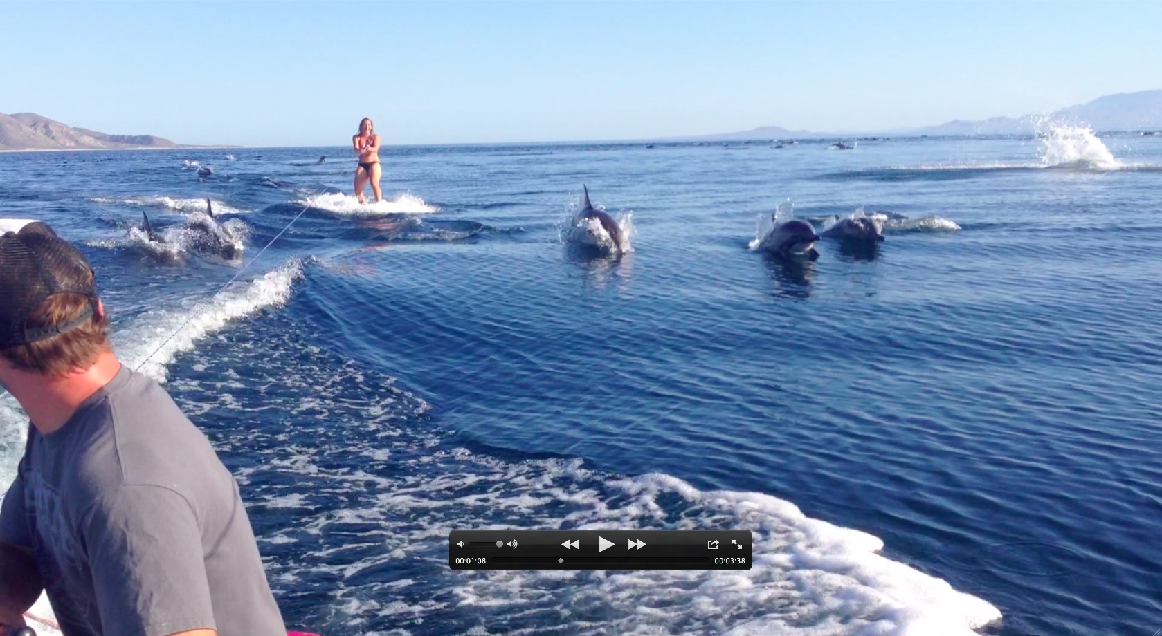 Dolphinsurfing1.jpg